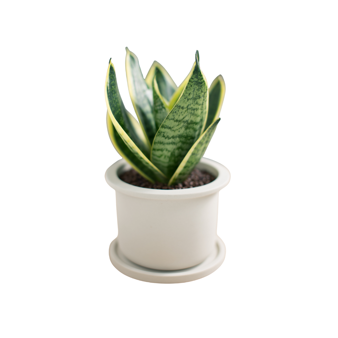 Indoor Plants