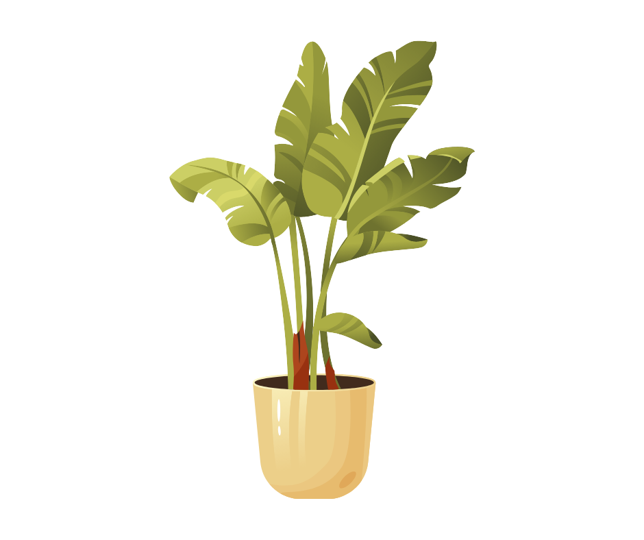 BangaloreX XL PLANTS