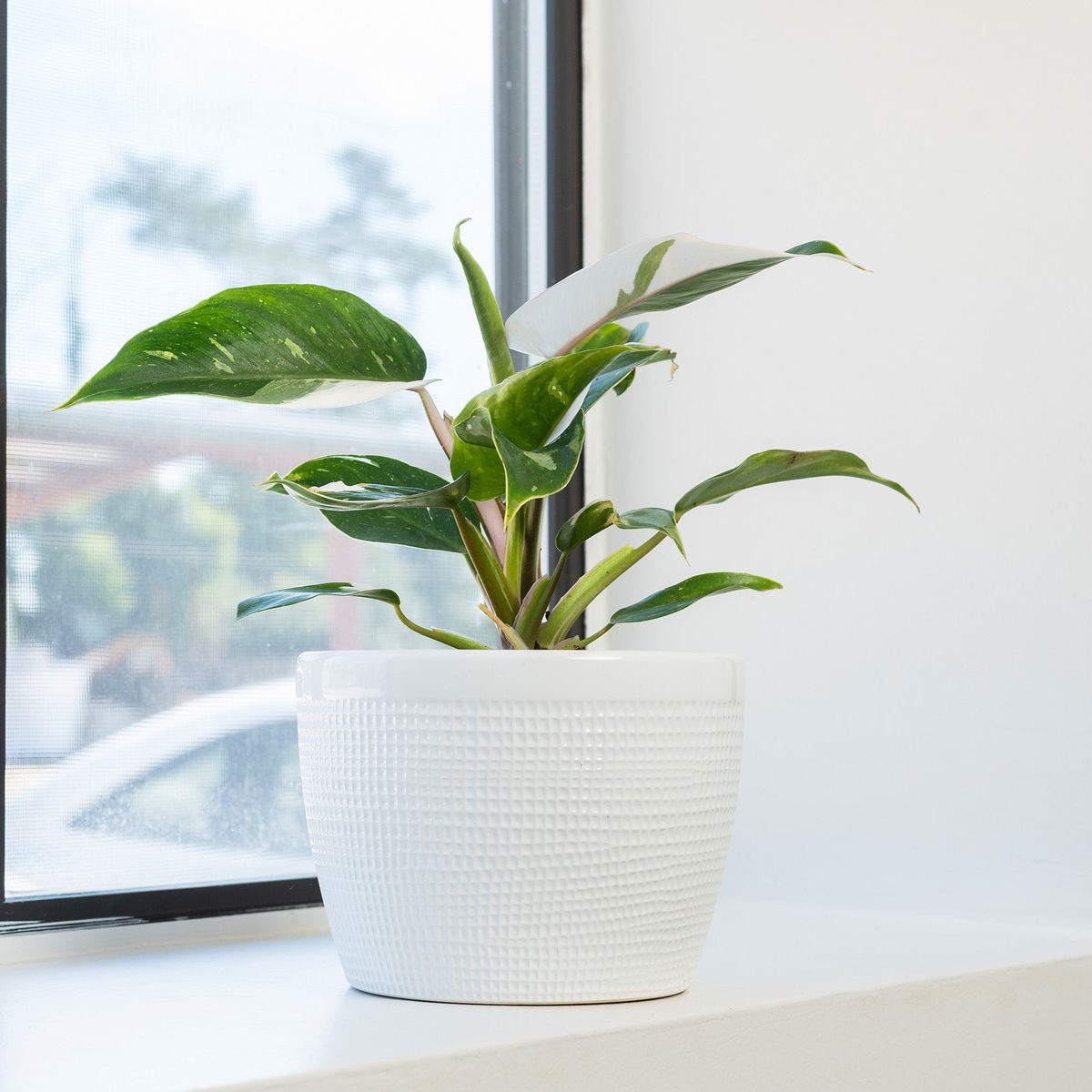 Philodendron White Princess | Climbing | Indoor ornamental plant | Pack of 1