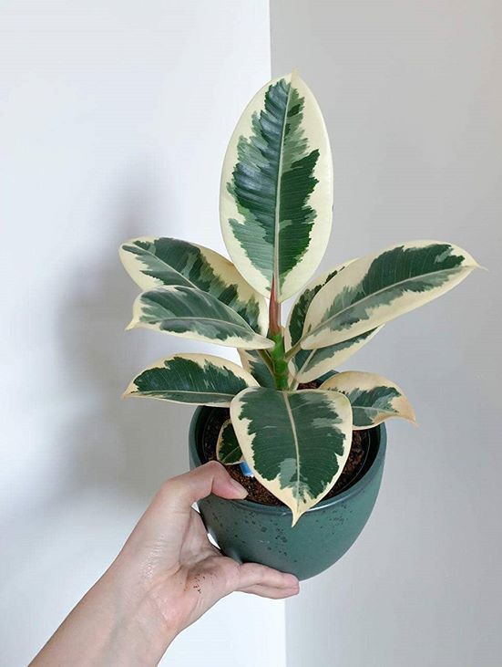 Rubber Plant Variegated | Indoor Plant | Outdoor Plant | Pack of 1