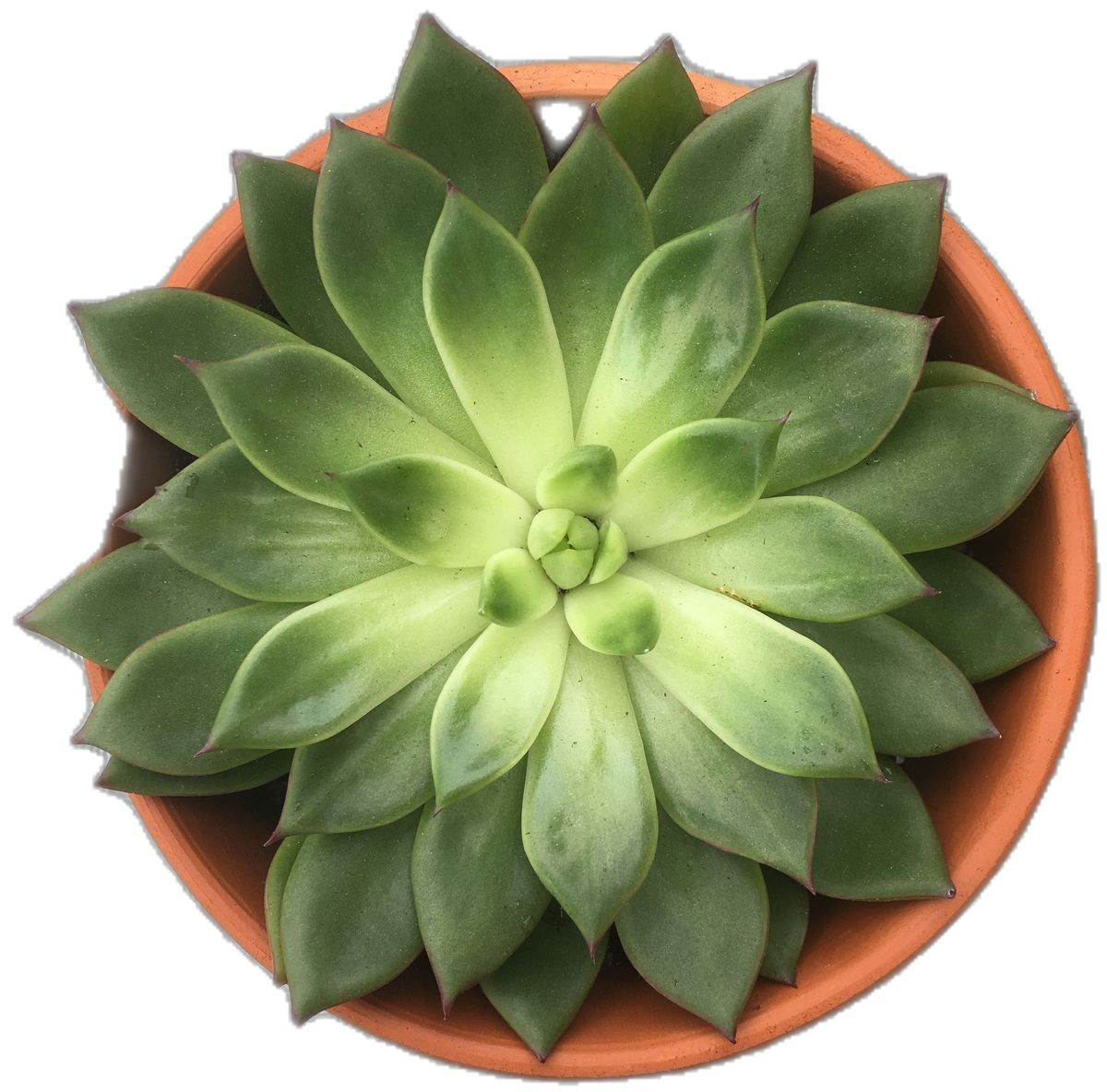 Echeveria Pegasus | Succulent Plant | Indoor Plant | 1 Live Plant