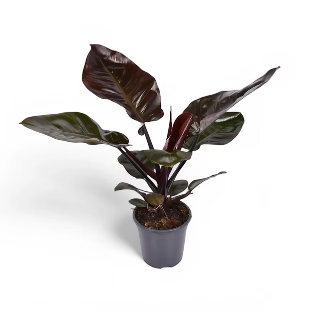 Philodendron Black Cardinal |l Live Indoor Plants |Low  Maintenance Plant Pack of 1