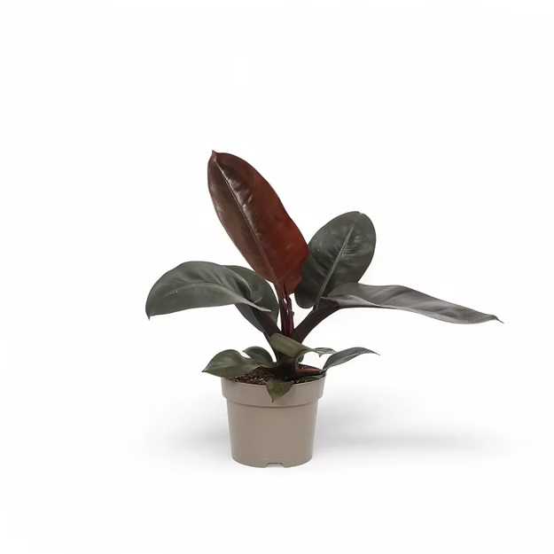 Philodendron Black Cardinal |l Live Indoor Plants |Low  Maintenance Plant Pack of 1