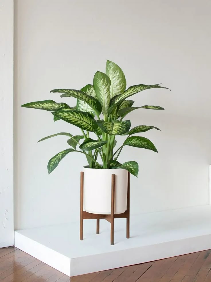Dieffenbachia Plant | Indoor Plant | Ornamental Plant | Pack Of 1