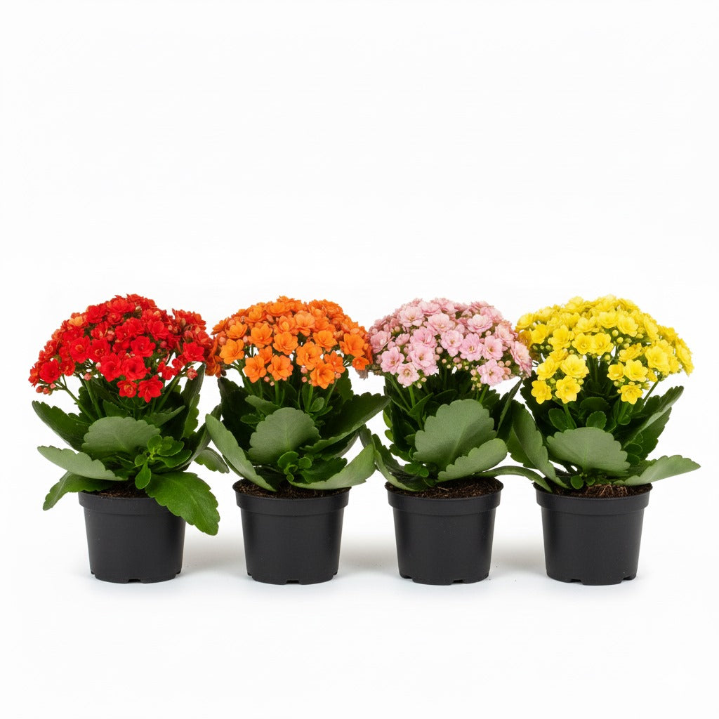 Bloom Aura Kalanchoe Combo |Flowering Plant Pack of 4