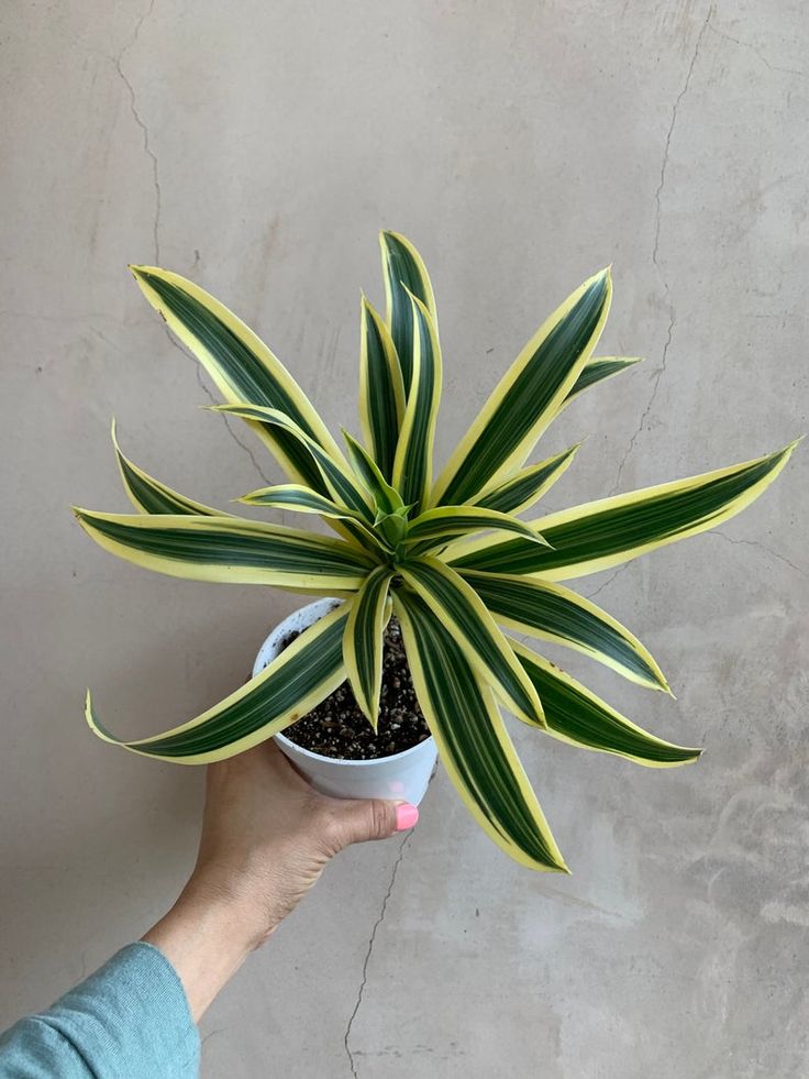 Song Of Jamaica Plant | Air Purifying Plant | Pack Of 1