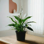 Peace Lily Plant | Indoor Plant | Air Purifier Plant |1 Live Plant with Grow Pot