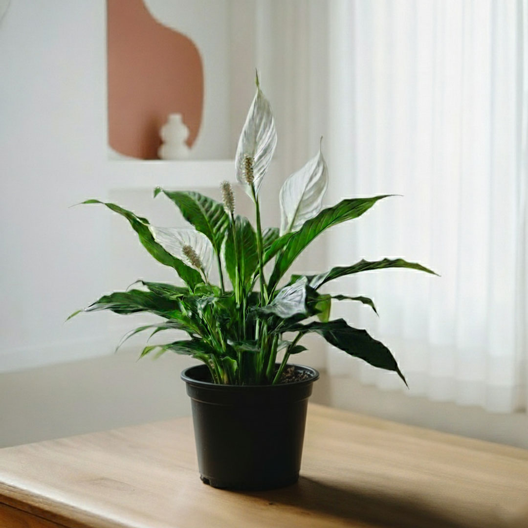 Peace Lily Plant | Indoor Plant | Air Purifier Plant |1 Live Plant with Grow Pot
