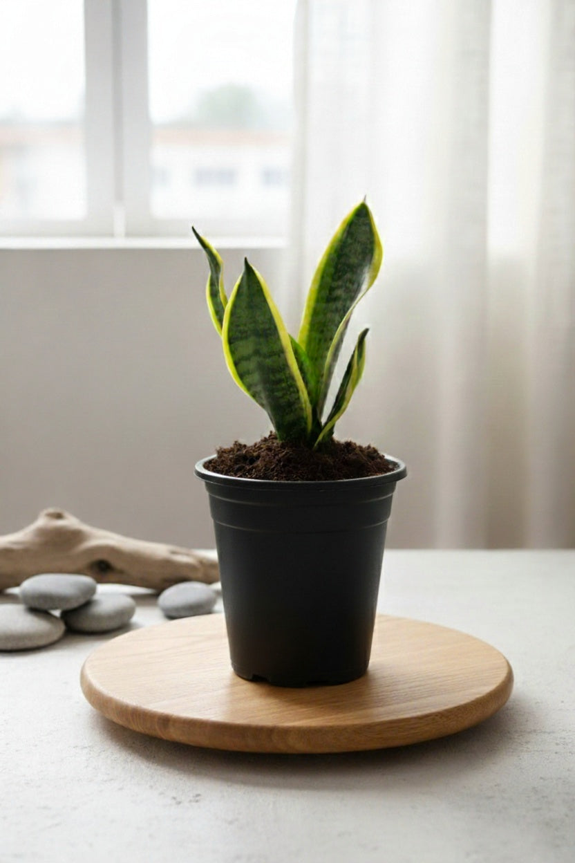 Snake Plant - Futura Superba | Air Purifying Plant | Indoor Plant | 1 Live Plant