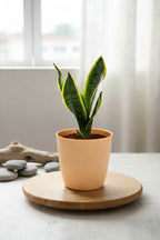 Snake Plant - Futura Superba | Air Purifying Plant | Indoor Plant | 1 Live Plant