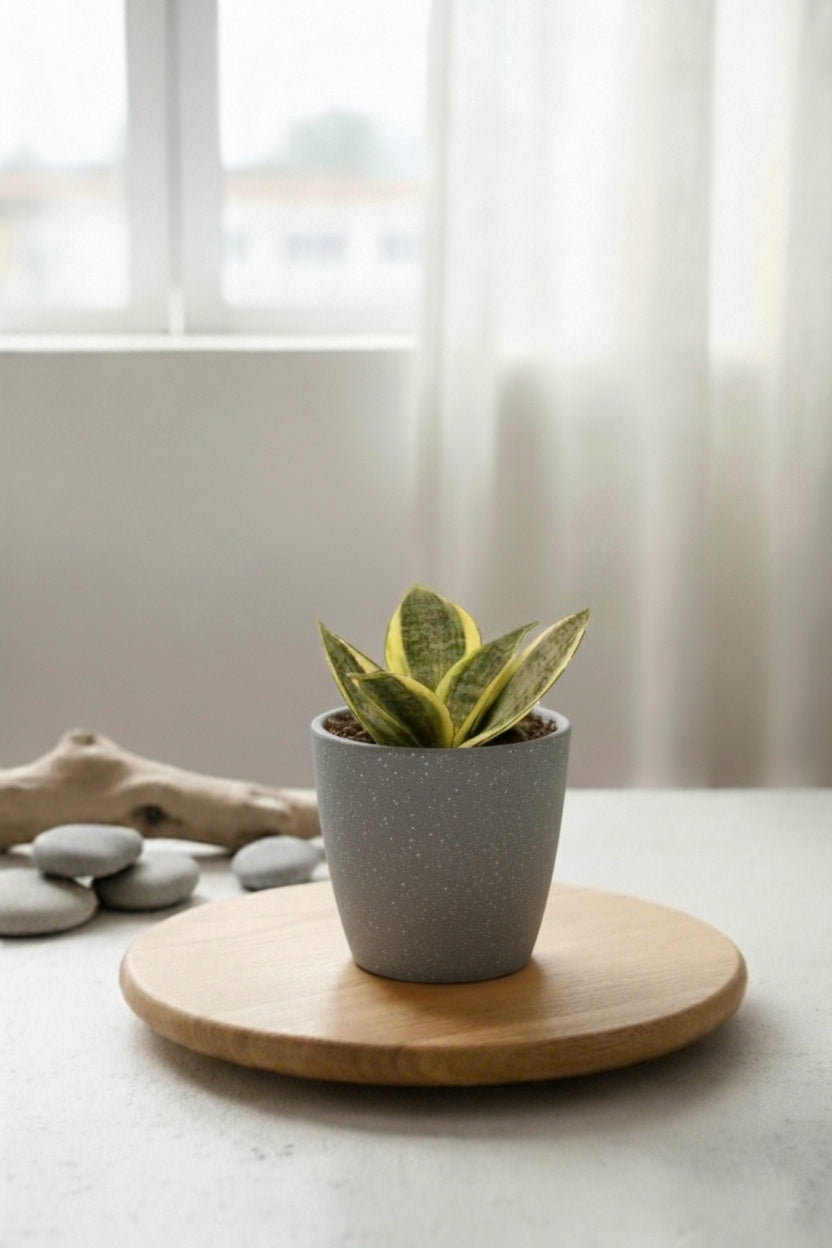 Snake Plant - Futura Superba | Air Purifying Plant | Indoor Plant | 1 Live Plant