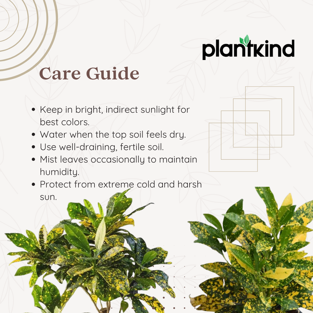 Croton Codiaeum Variegatum Plant |Ornamental Plant| Indoor Plant | Outdoor Plant| 1 Live Plant