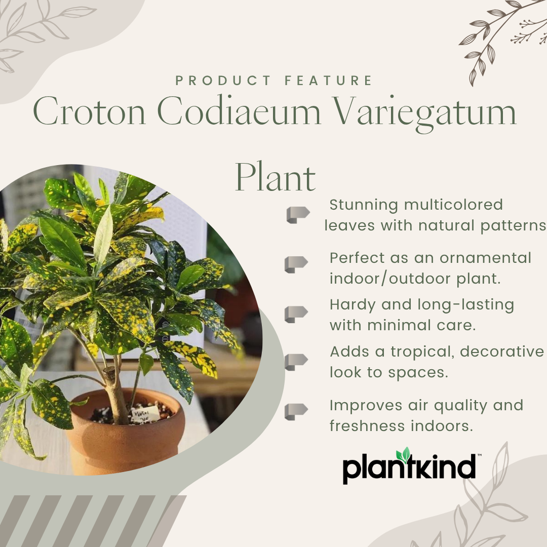 Croton Codiaeum Variegatum Plant |Ornamental Plant| Indoor Plant | Outdoor Plant| 1 Live Plant