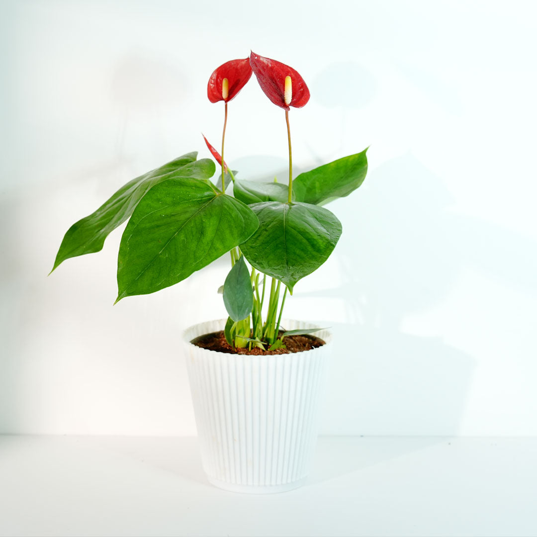 Anthurium Red Plant | Flowering Plant | Indoor Plant | Outdoor Plant | 1 Live Plant | Medium