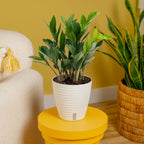 ZZ Plant | Zamioculcas zamiifolia | Fortune Plant| Indoor Plant | Pack Of 1