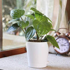 Betel Leaf (Magai Paan) Plant |  Medicinal And Aromatic Plant | Pack of 1