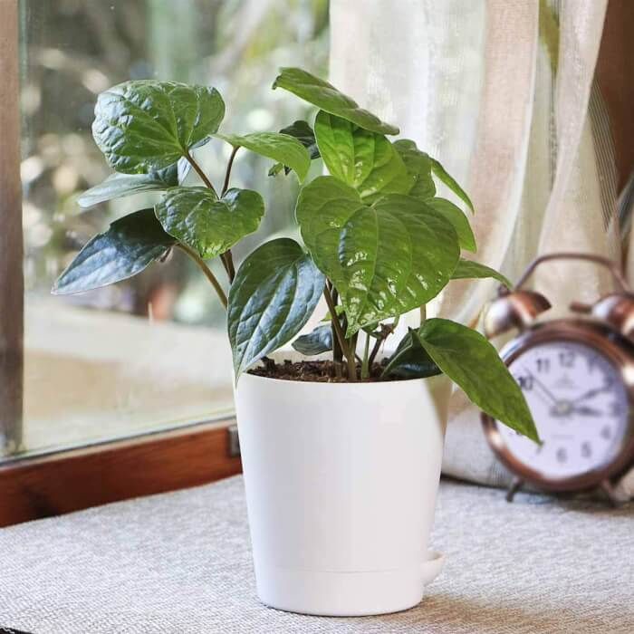 Betel Leaf (Magai Paan) Plant |  Medicinal And Aromatic Plant | Pack of 1
