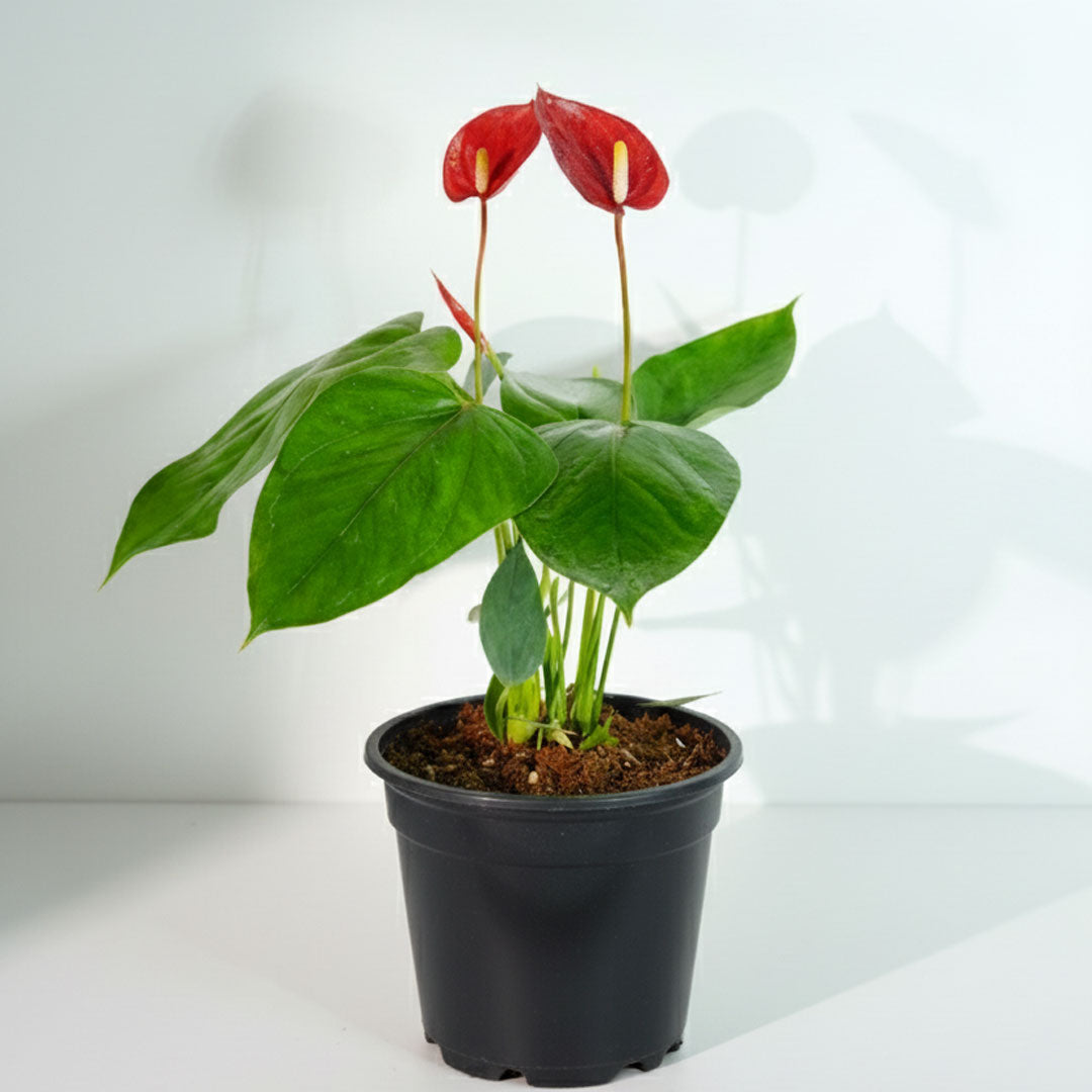 Anthurium Red Plant | Flowering Plant | Indoor Plant | Outdoor Plant | 1 Live Plant | Medium