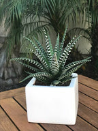 Haworthia Fasciata Plant | Succulent Plant | Indoor Plant | 1 Live Plant