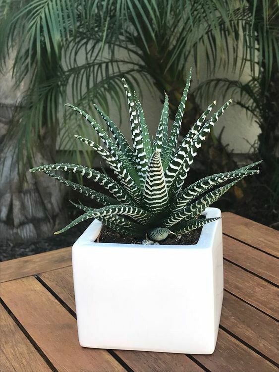 Haworthia Fasciata Plant | Succulent Plant | Indoor Plant | 1 Live Plant