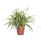 Chlorophytum Spider Plant |Low Maintenance Plant | Indoor Plant | Pack of 1
