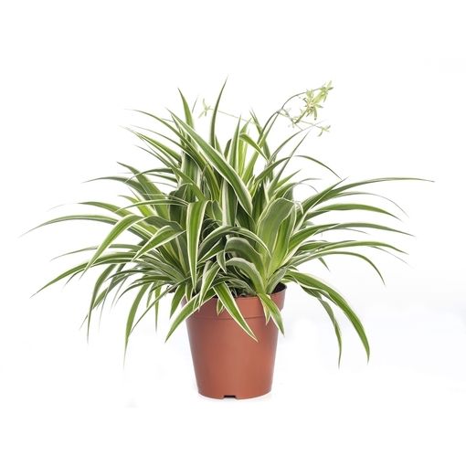 Chlorophytum Spider Plant |Low Maintenance Plant | Indoor Plant | Pack of 1