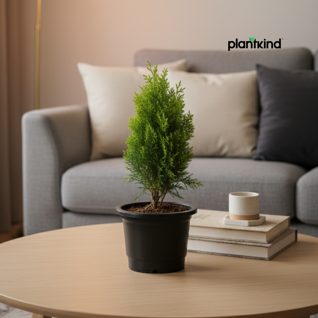 Thuja Plant  | Air Purifying Plant | Evergreen Plant | 1 Live Plant | Medium