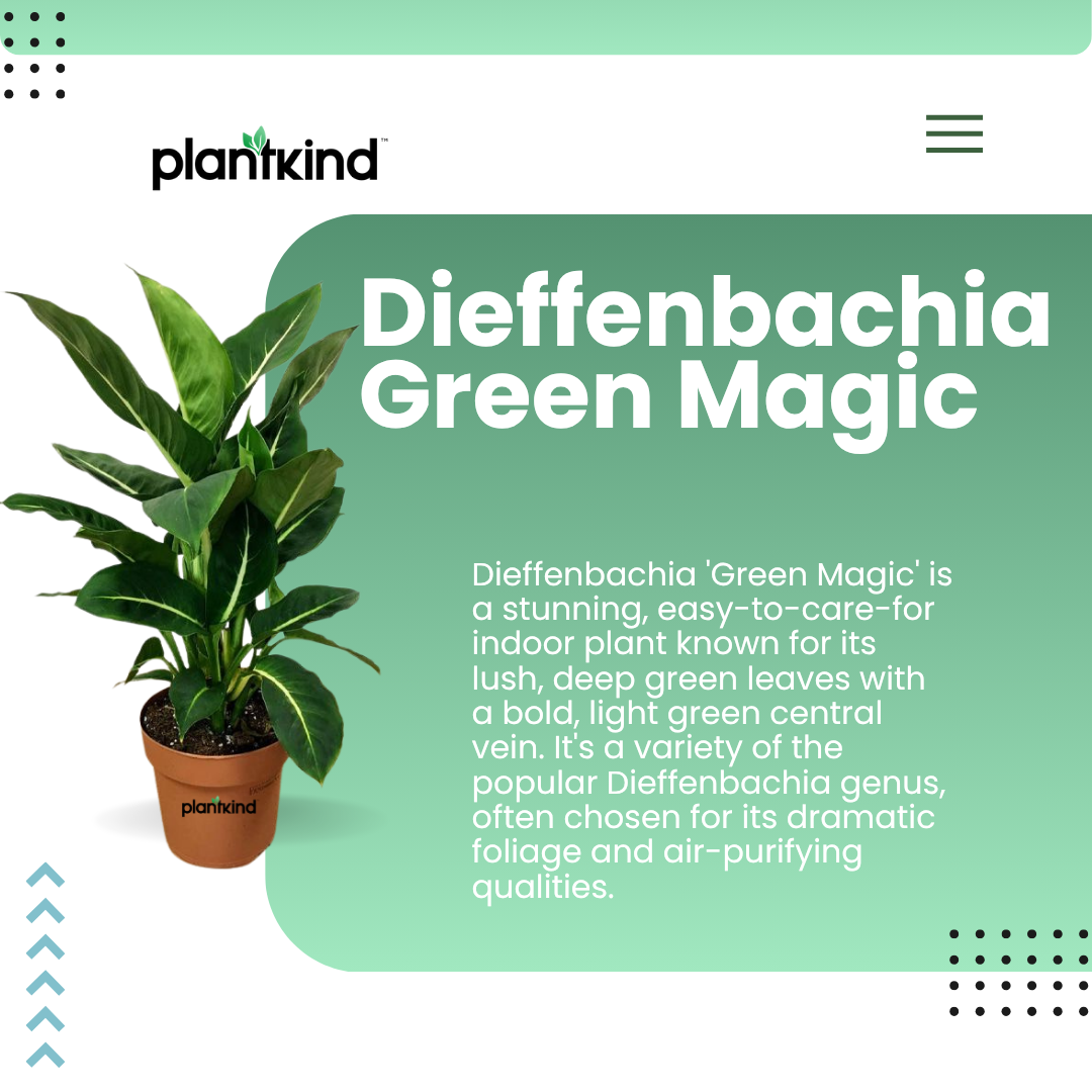 Dieffenbachia Green Magic Plant | Ornamental Plant | Indoor Plant | Outdoor Plant | Pack Of 1