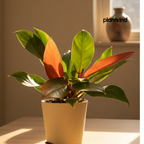 Philodendron Prince of Orange Plant |  Indoor Plant | Ornamental Plant | 1 Live Plant | Medium