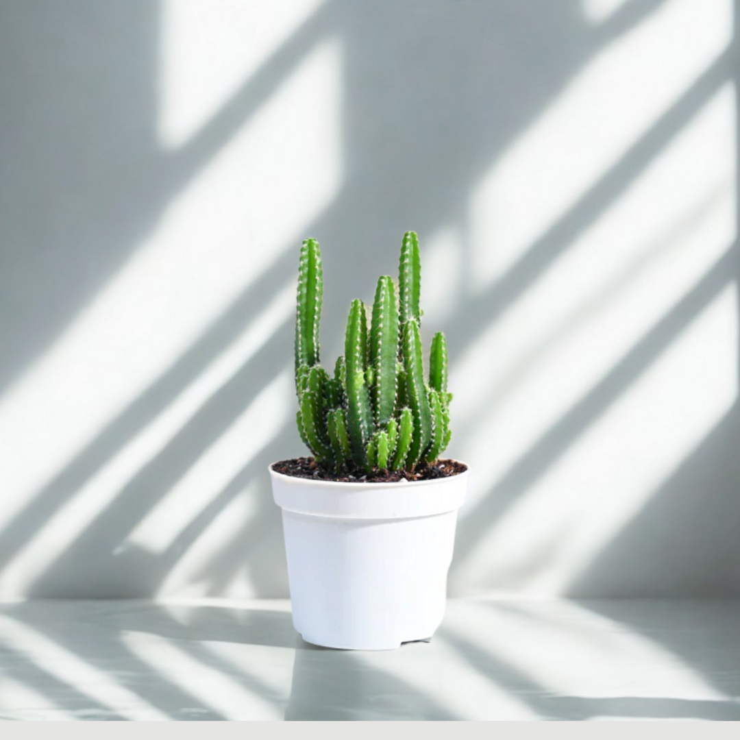 Cactus Plant - Elongated