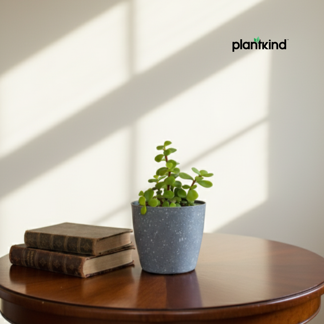 Jade Plant for Home & Office | Low-Maintenance | With Grow Pot