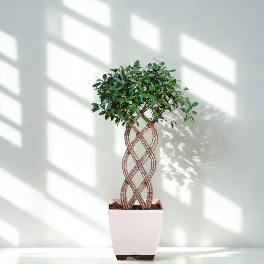 Netted Ficus Tree |  Ornamental Foliage Plant | Pack Of 1