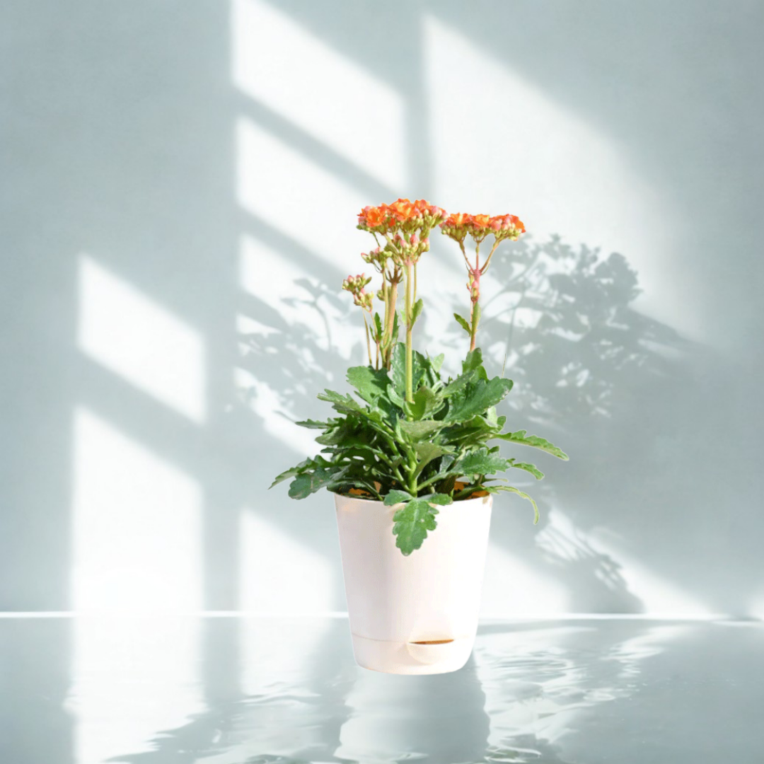 Kalanchoe Plant - Orange