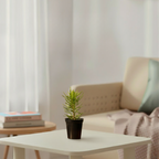 Senecio Himalaya Succulent Plant | Succulent Plant | Indoor Plant | 1 Live Plant