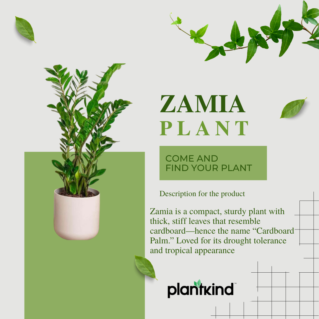 Zamia Plant| Natural Live Indoor Plant | Plant for Hall | Low Maintenance  Plant Pack Of 1