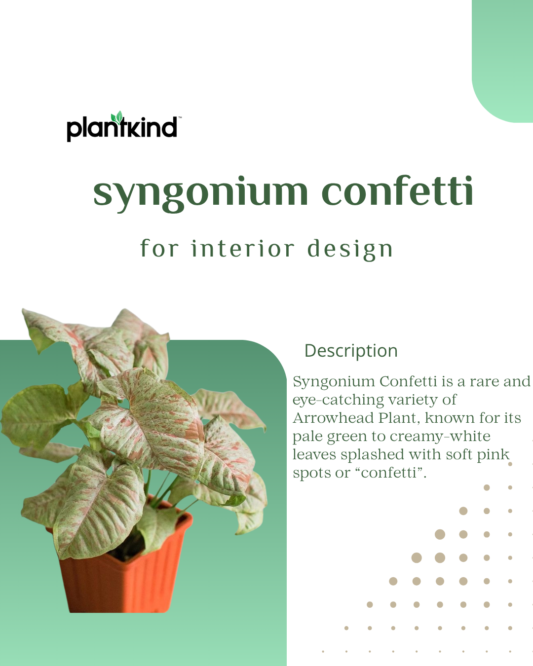 Syngonium Confetti Live Plant | Indoor Plant | Outdoor Plant | Cheerful and decorative touch to any space