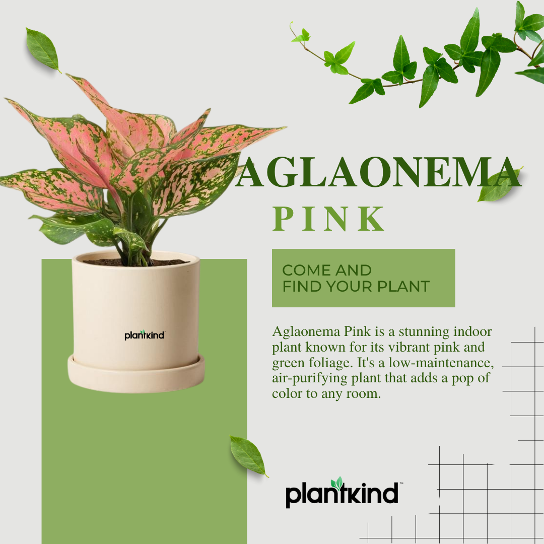Aglaonema Pink Plant | Indoor Plant | Good Luck Plant | Pack of 1