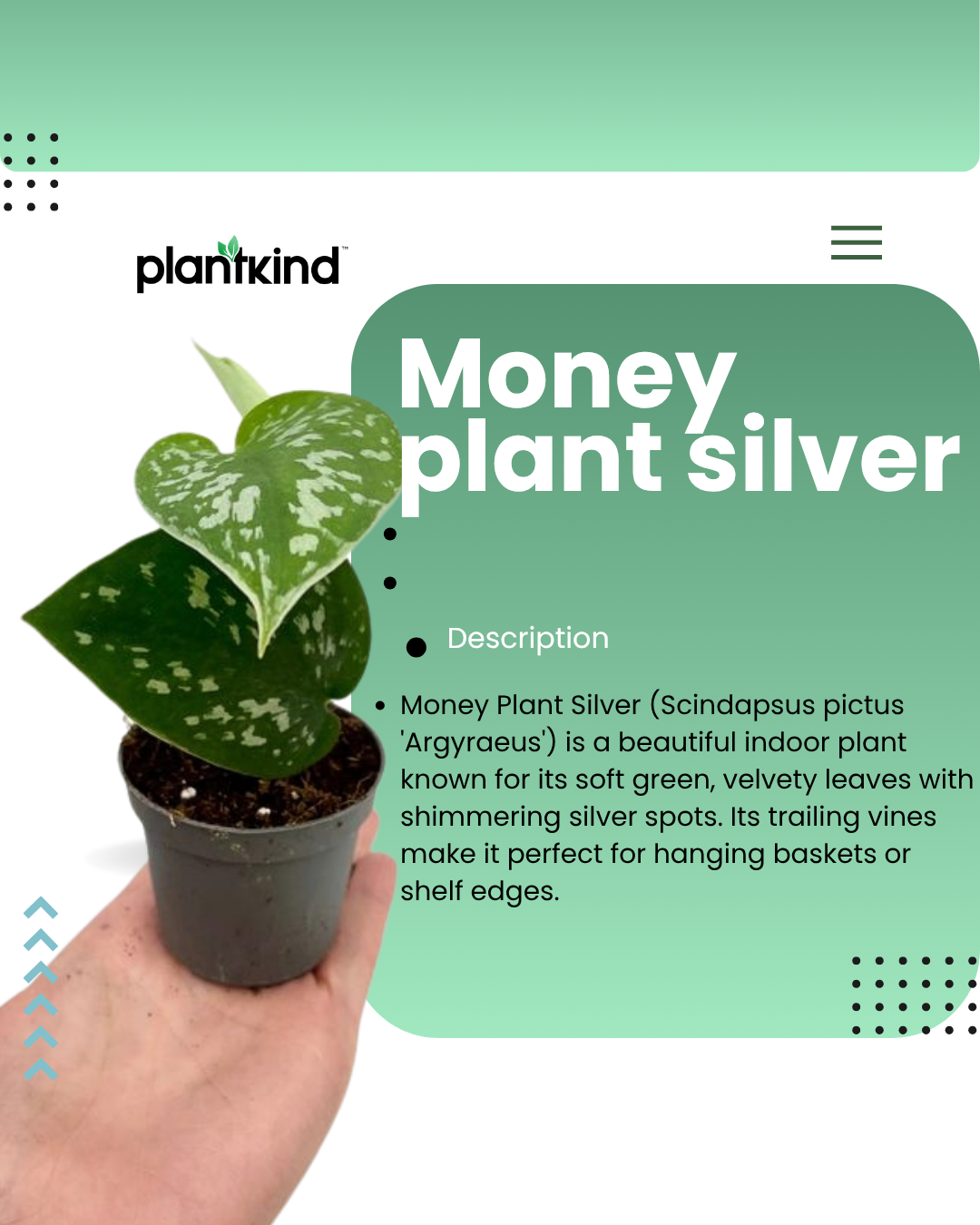 Money Plant  |Silver Pothos Live Plant |Indoor Plants