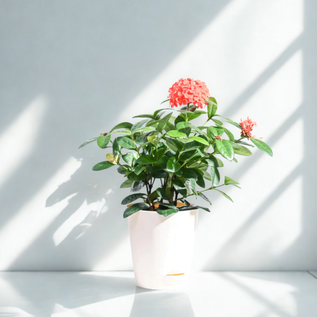 Ixora (Rugmini) Plant - Orange | Flowering Plant |  1 Live Plant