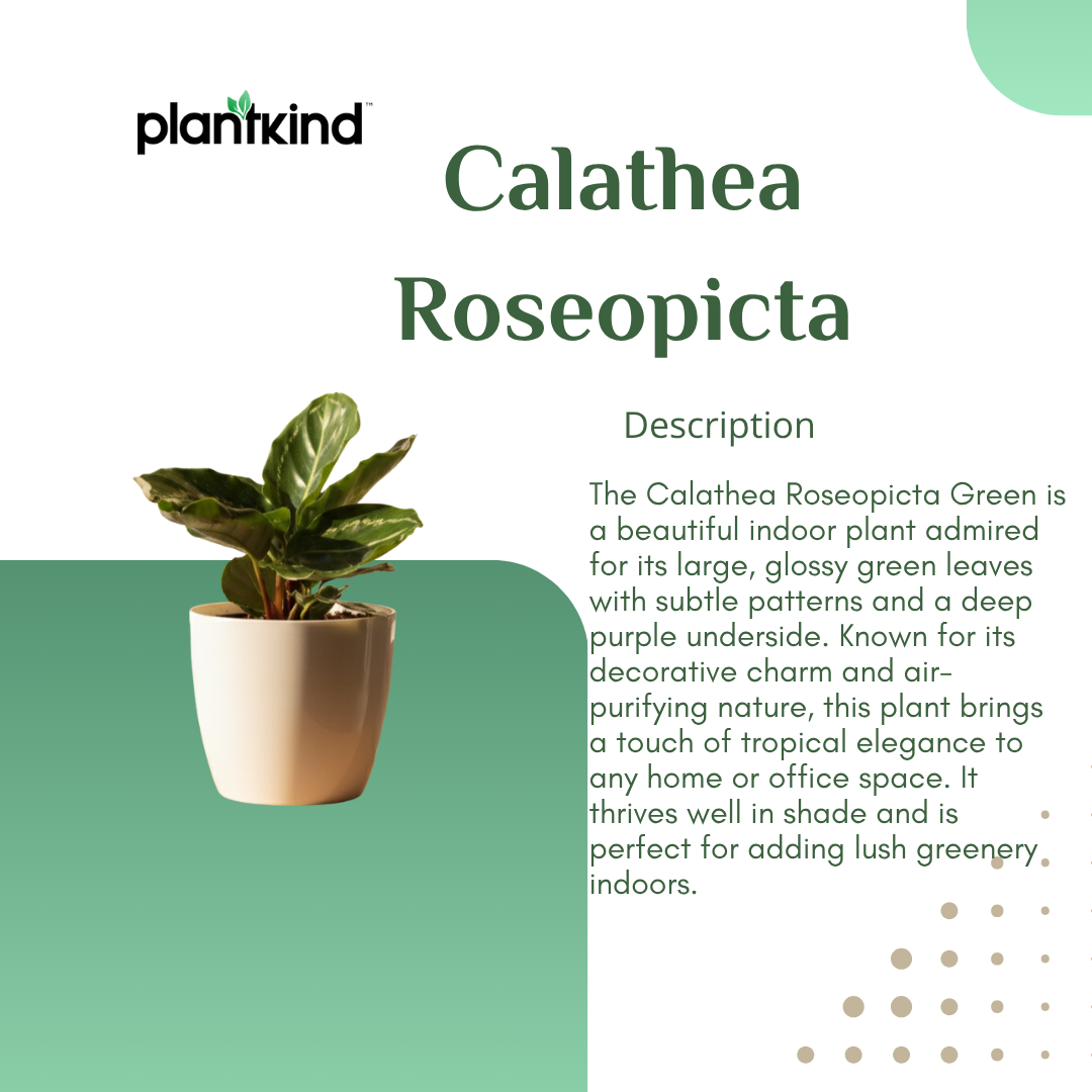 Calathea Roseopicta Green Plant |  Ornamental Plant | 1 Live Plant | Medium