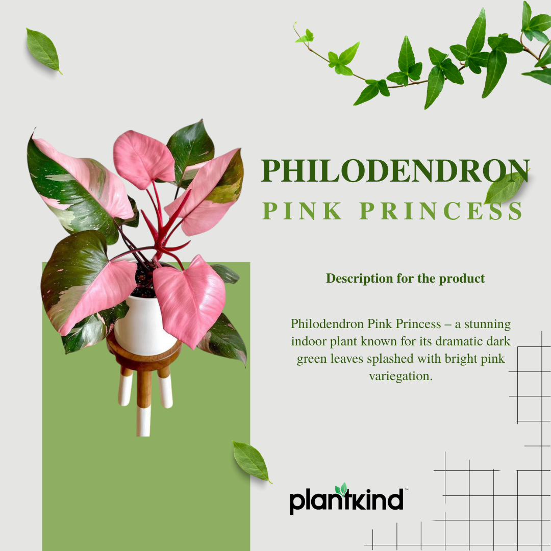 Philodendron Pink Princess| Pink Leaf Plant | Indoor Plants Pack Of 1