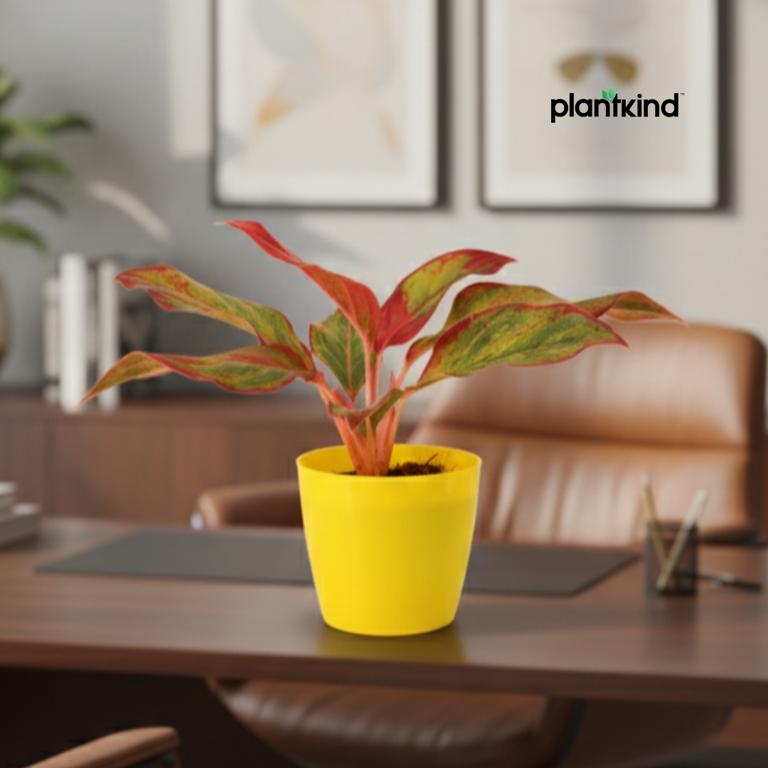 Aglaonema Lipstick Plant| Indoor Plants| 1 Live Plant