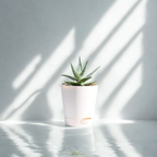Aloe Blizzard Plant | Succulent Plant | Indoor Plant | 1 Live Plant