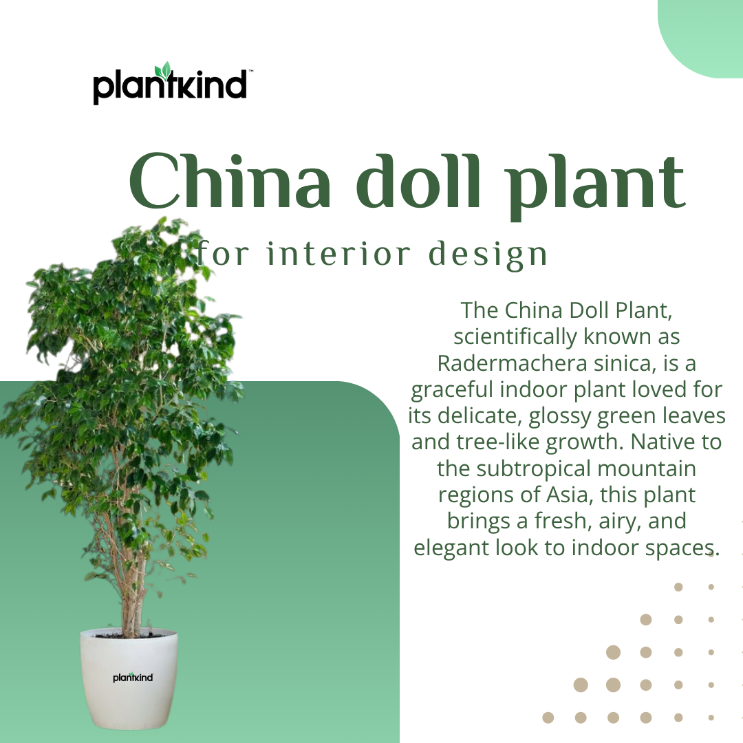 China doll plant |  An indoor décor plant | Live Radermachera sinica in Pot | Glossy Foliage | Pack of 1 | Without Pot