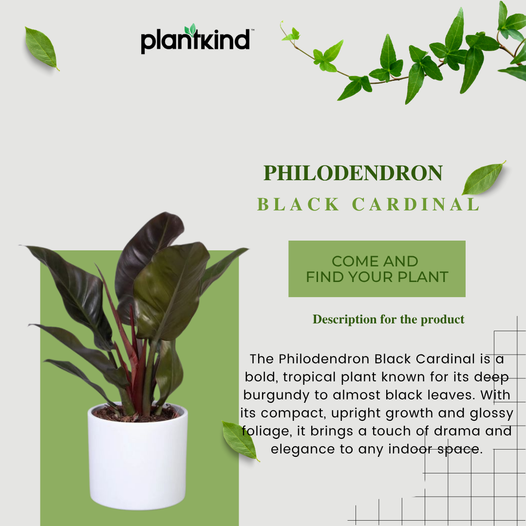 Philodendron Black Cardinal |l Live Indoor Plants |Low  Maintenance Plant Pack of 1