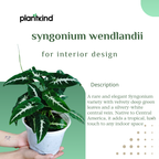 Syngonium Wendlandii| Indoor |outdoor Plants Pack of 1