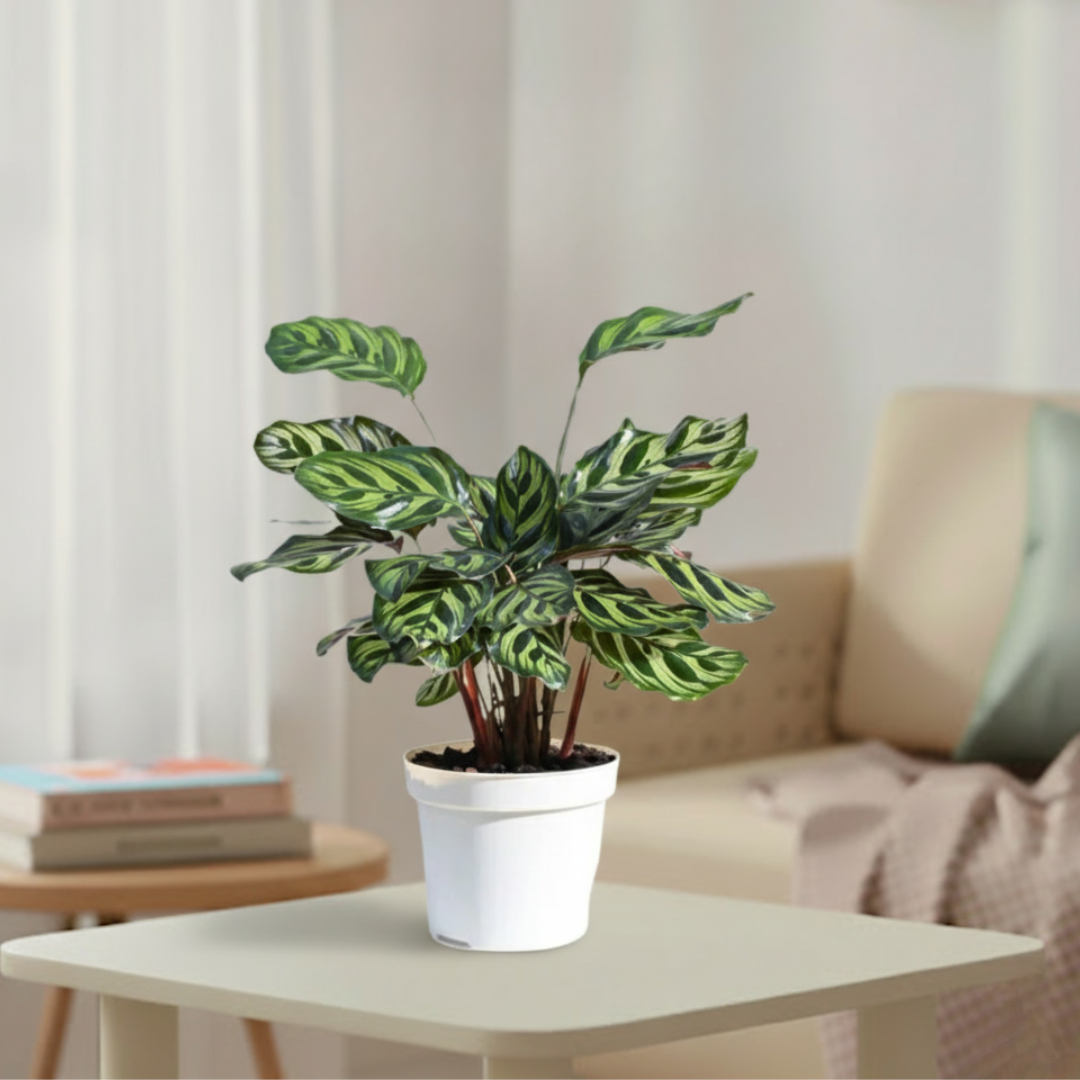 Peacock Plant | Indoor Ornamental Plant | 1 live Plant | Small