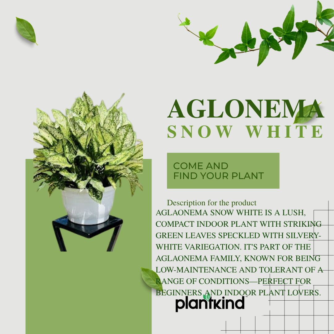 Aglonema Snow White| live Indoor Plant with Pot Pack of 1