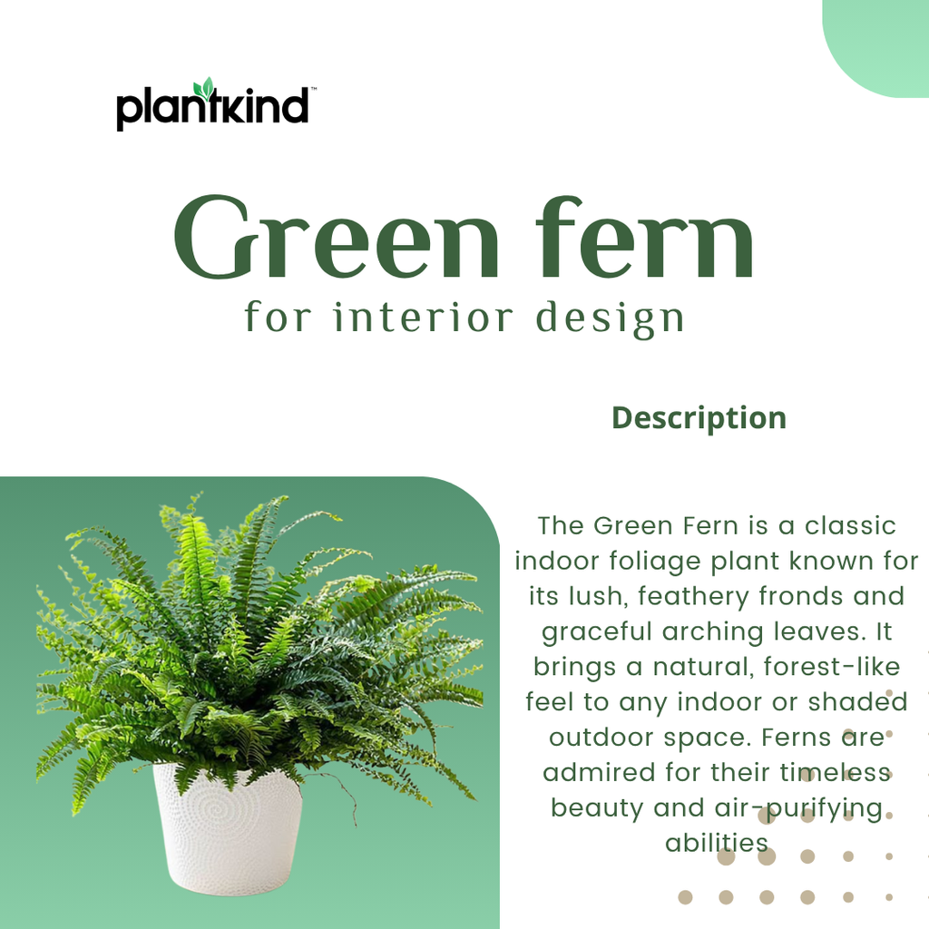 Green Fern| Bird Nest Live | Indoor Plants Pack of 1