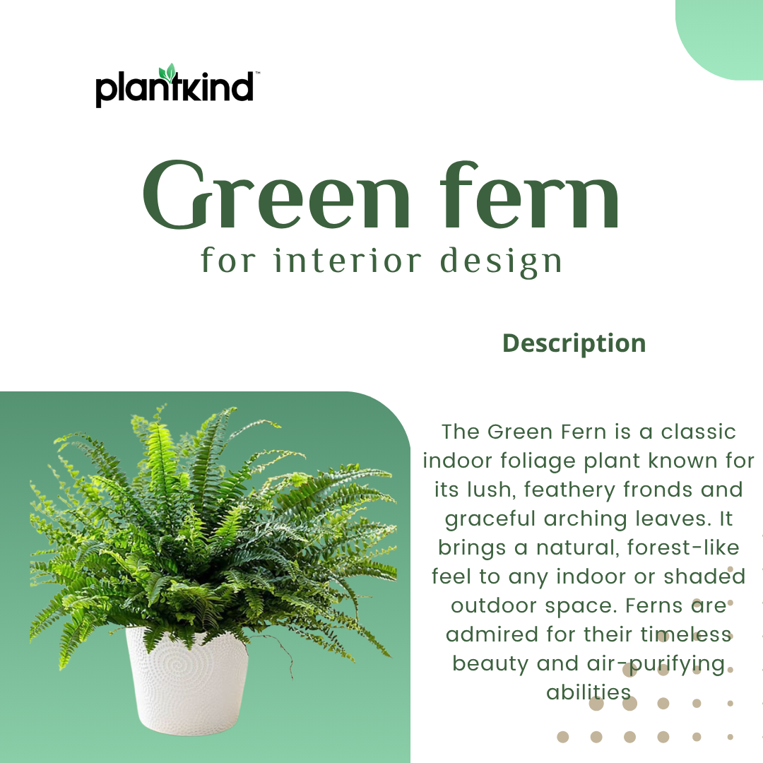 Green Fern| Bird Nest Live | Indoor Plants Pack of 1